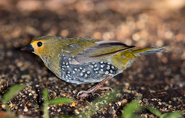 Green Twinspot female